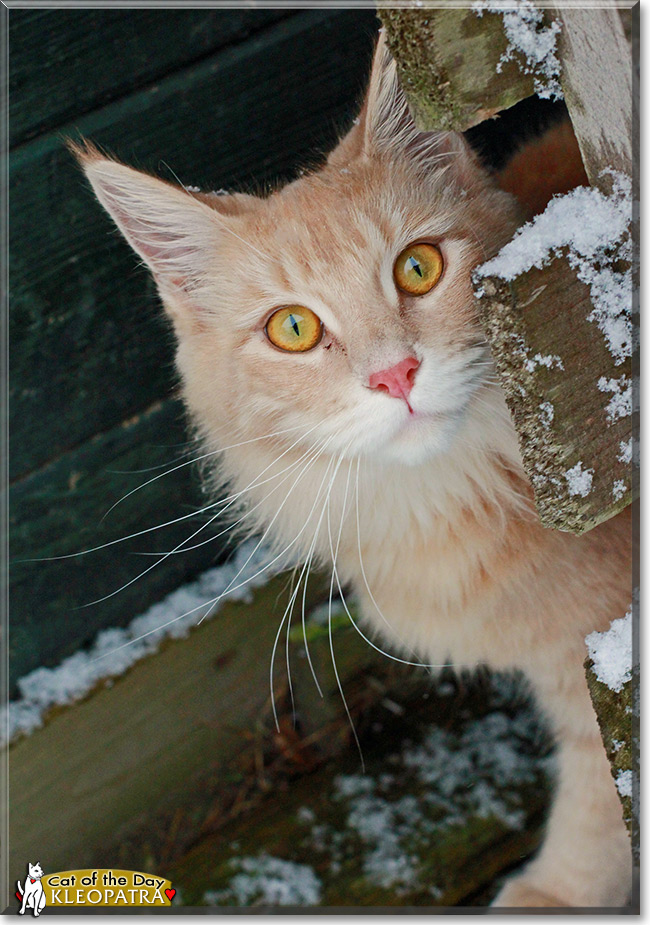 Kleopatra, the Cat of the Day