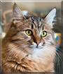 Frida the Siberian cat