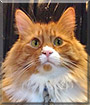 Citrus the Maine Coon