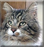 Tywin the Maine Coon, tabby mix