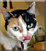 Elouise Pumpkin the Shorthair calico