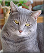 Toby the Gray tabby