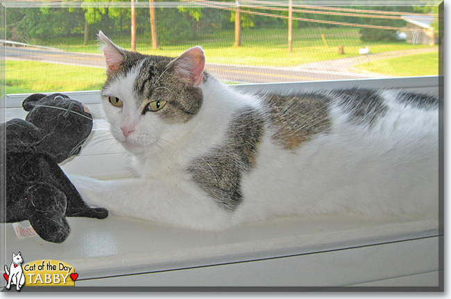 Tabby the Tabby Cat, the Cat of the Day