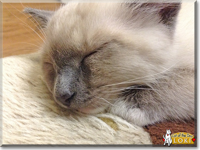 See Loki the American Short hair,  the Cat of the Day