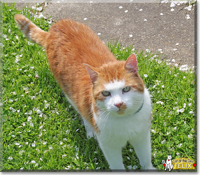 See Felix the Orange tabby,  the Cat of the Day