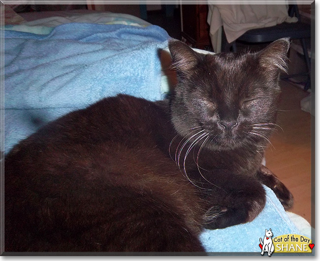 Shane the Chocolate Shorthair, the Cat of the Day