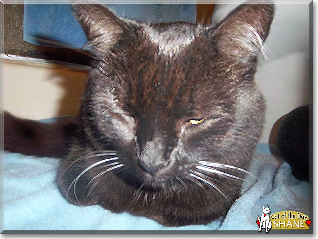 Shane the Chocolate Shorthair, the Cat of the Day