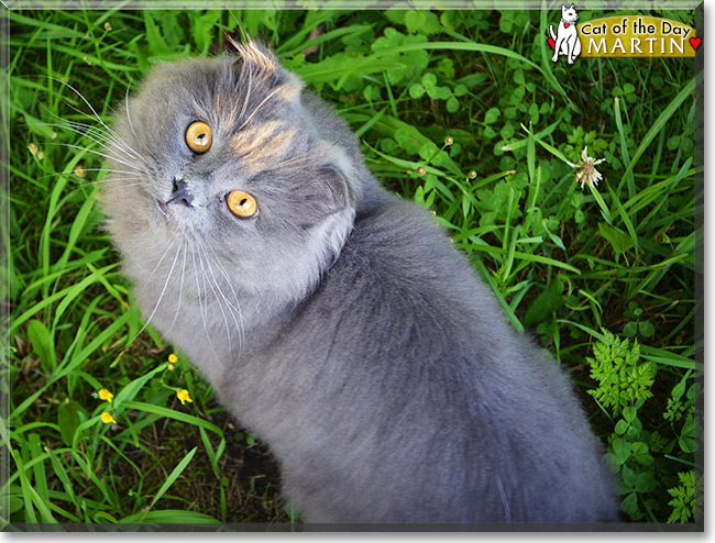 Martin the Highland Fold Cat, the Cat of the Day