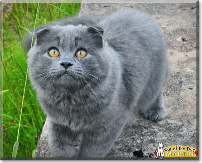 Martin the Highland Fold Cat, the Cat of the Day