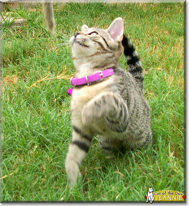 Jeannie the Brown Tabby, the Cat of the Day