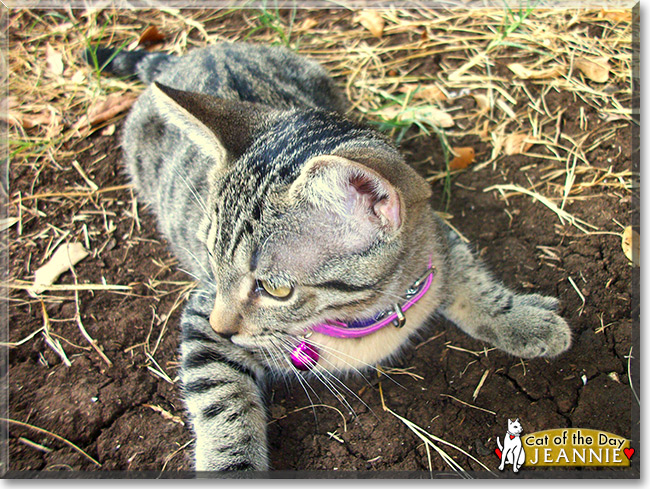 Jeannie the Brown Tabby, the Cat of the Day