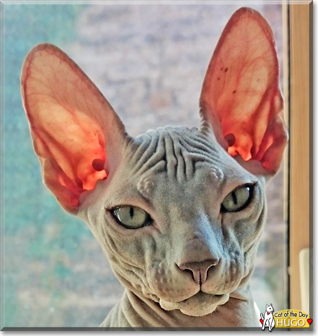 Hugo the Sphynx