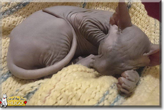 Hugo the Sphynx, the Cat of the Day