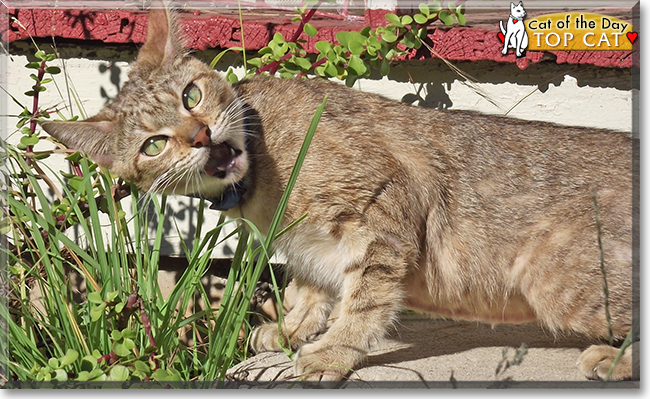 Top Cat (TC) the Cat, the Cat of the Day