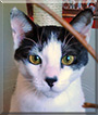 Poki the Turkish Van Mix