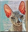 Hugo the Sphynx