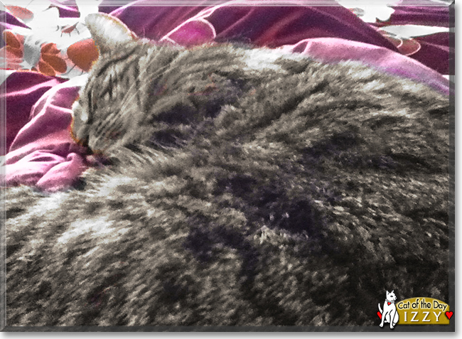Lulu the Calico Domestic Shorthair Lulu the Calico Domestic Shorthair, the Cat of the Day