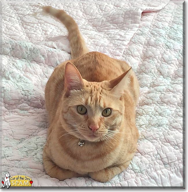 Tang the Orange Tiger