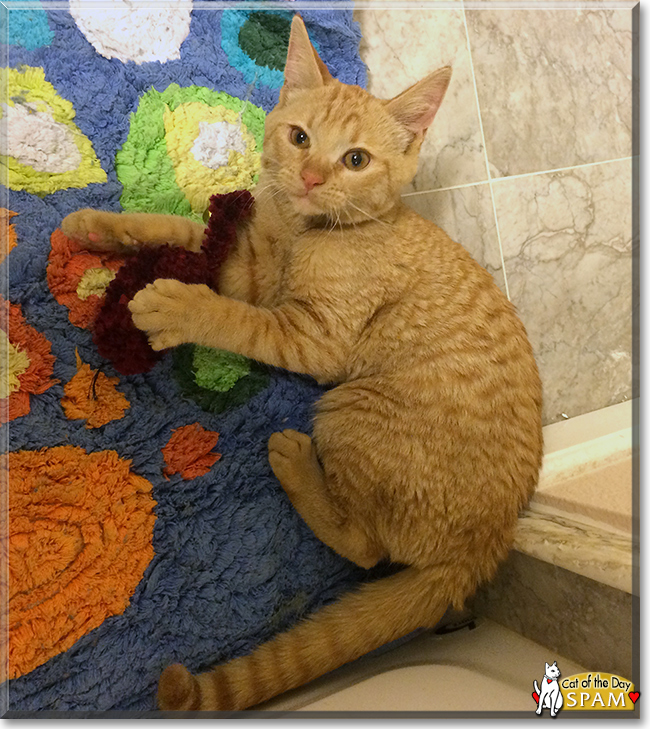 Tang the Orange Tiger Tang the Orange Tiger, the Cat of the Day