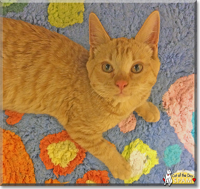 Tang the Orange Tiger Tang the Orange Tiger, the Cat of the Day