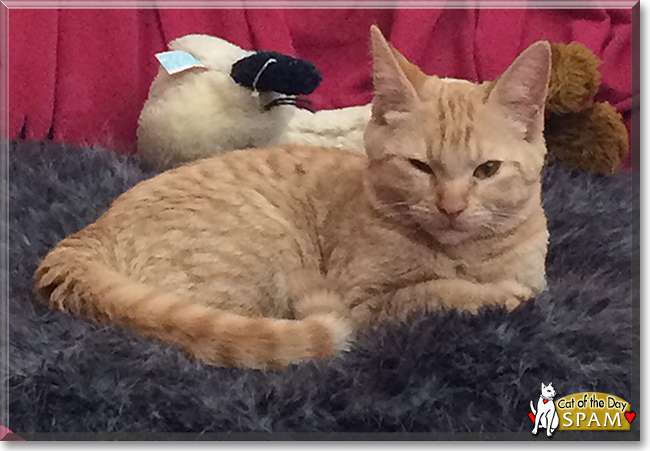Tang the Orange Tiger Tang the Orange Tiger, the Cat of the Day