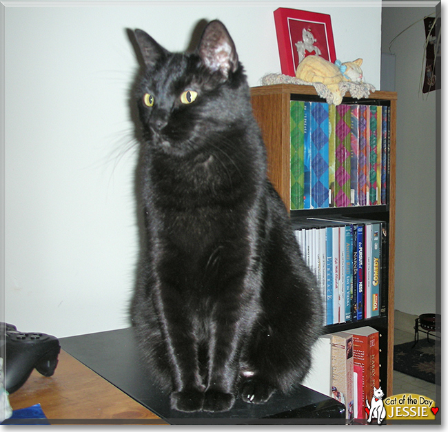 Lucian the Maine Coon Cat Lucian the Maine Coon Cat, the Cat of the Day