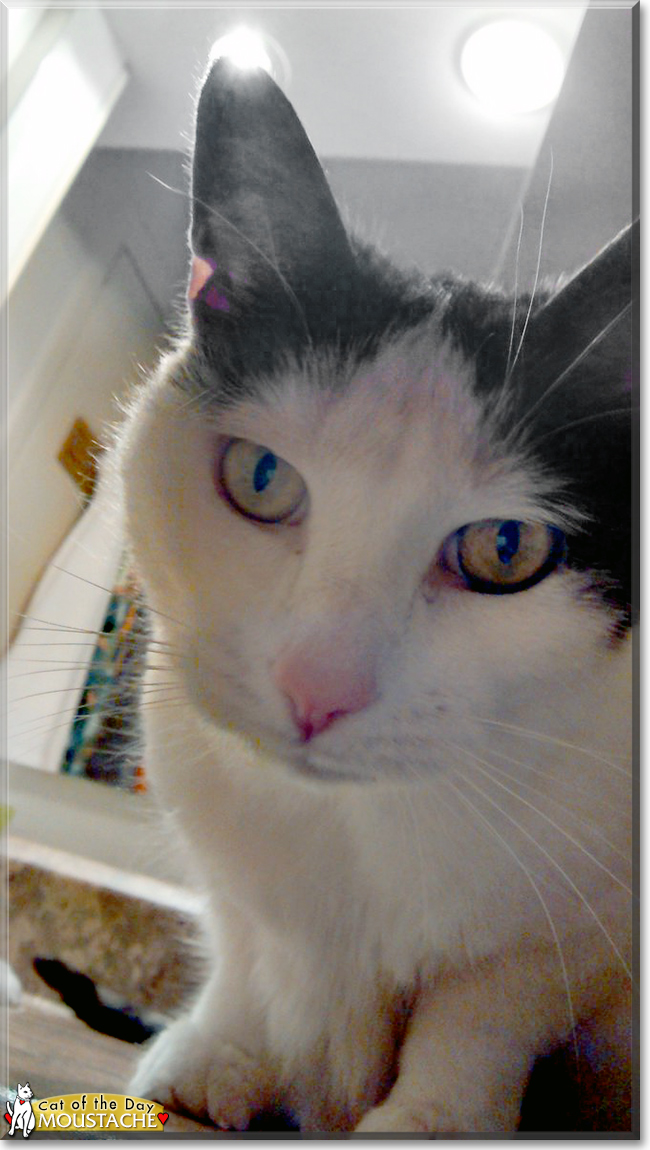 Emma the Tabby Emma the Tabby, the Cat of the Day