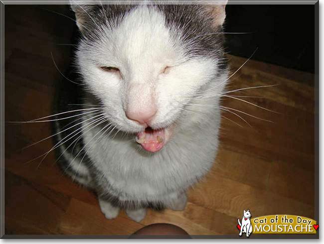 Emma the Tabby Emma the Tabby, the Cat of the Day