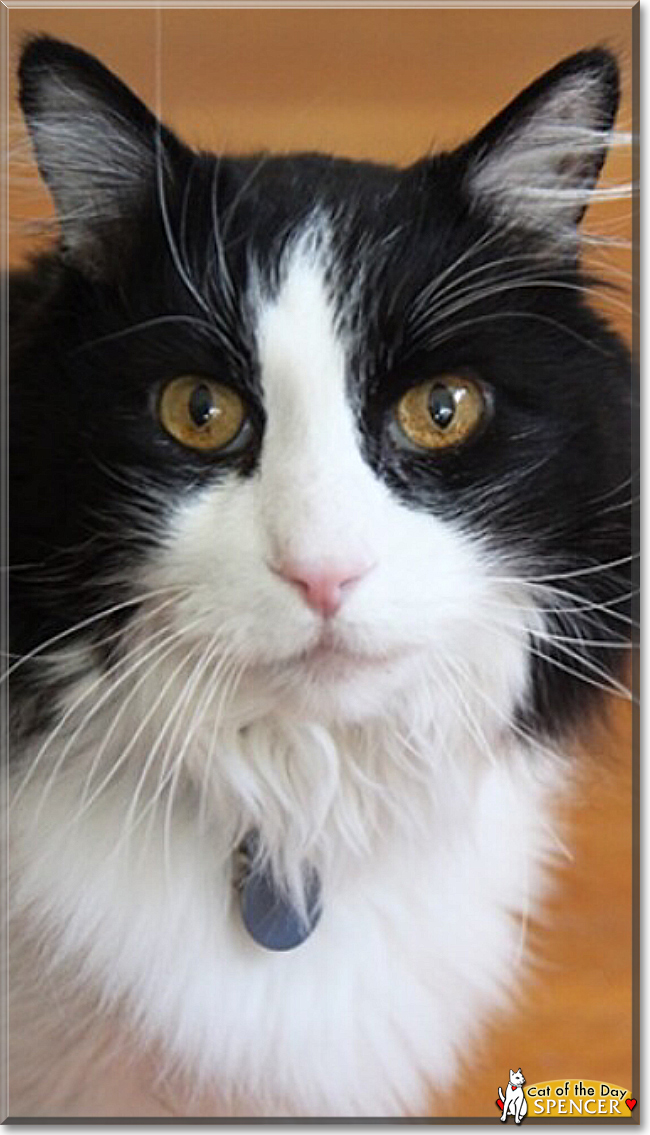 Gracie the Cat
