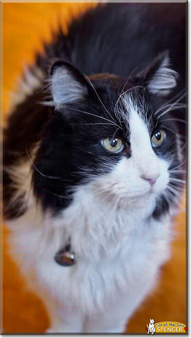 Gracie the Cat Gracie the Cat, the Cat of the Day