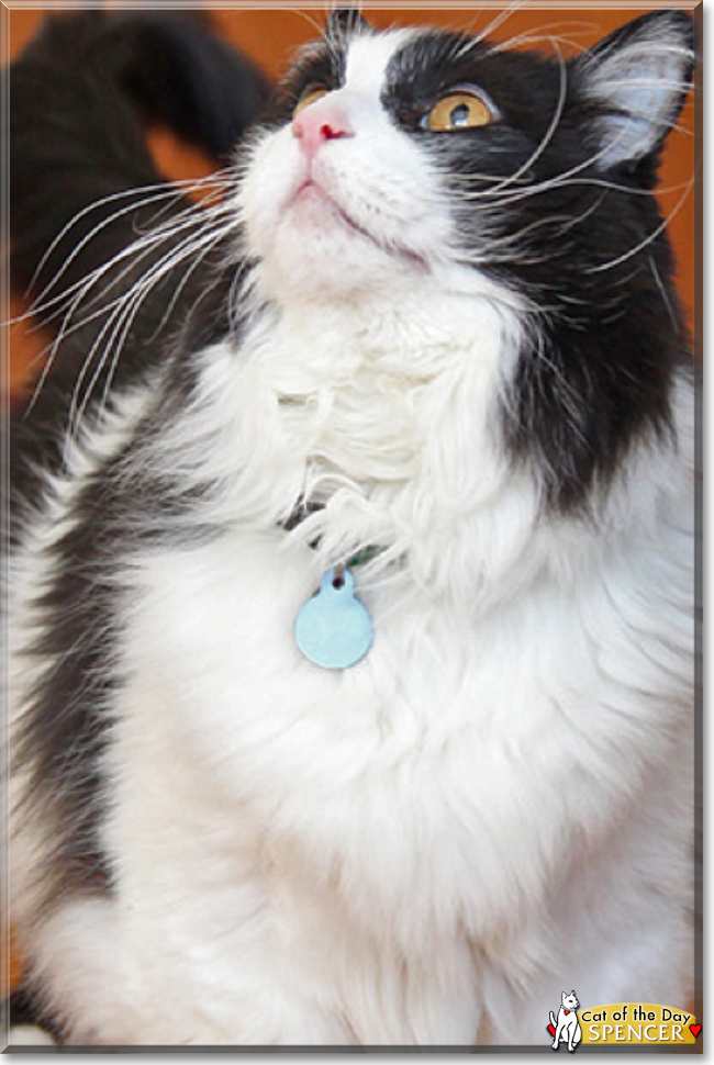 Gracie the Cat Gracie the Cat, the Cat of the Day