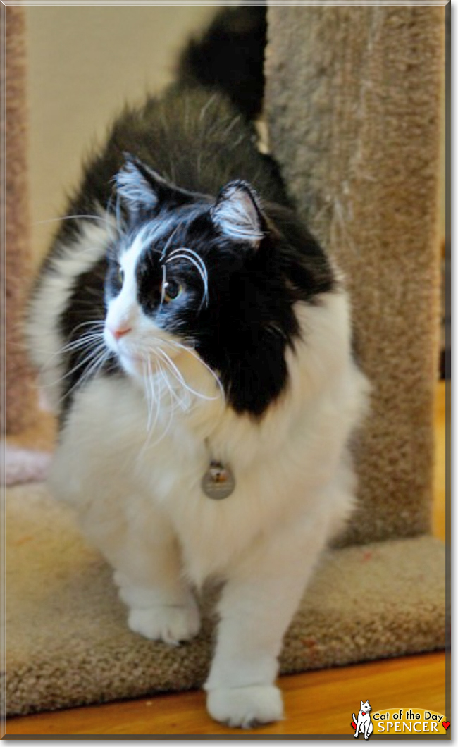 Gracie the Cat Gracie the Cat, the Cat of the Day