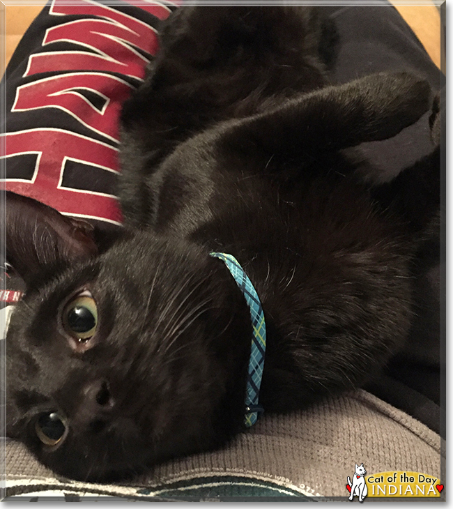 Scrunchie the Siamese / Lynx Tabby Scrunchie the Siamese / Lynx Tabby, the Cat of the Day