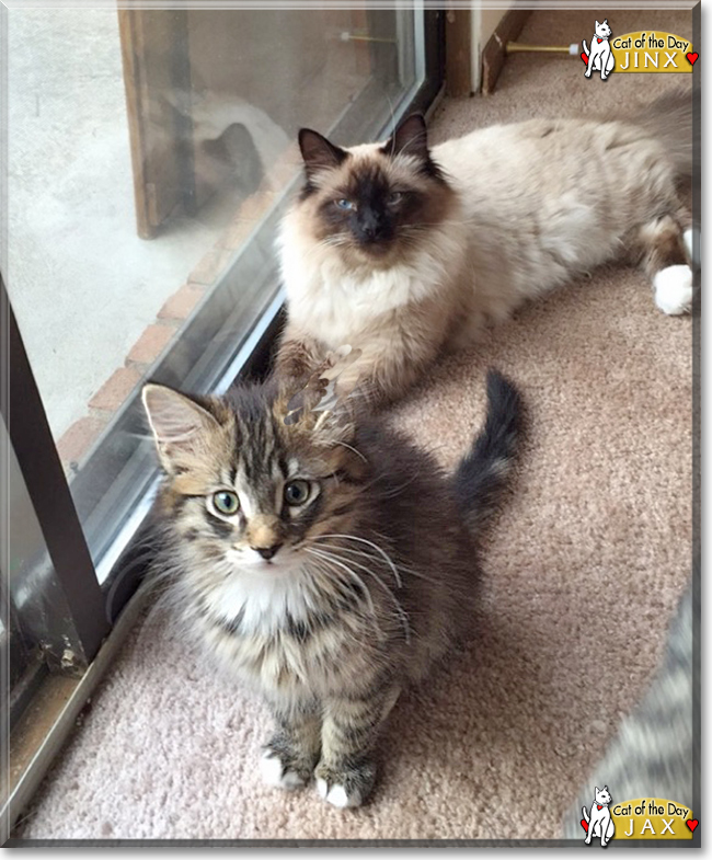 Lucy the Domestic Medium Hair Lucy the Domestic Medium Hair, the Cat of the Day