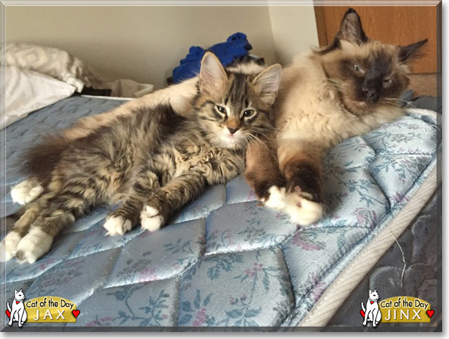 Lucy the Domestic Medium Hair Lucy the Domestic Medium Hair, the Cat of the Day