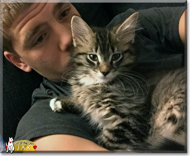 Lucy the Domestic Medium Hair Lucy the Domestic Medium Hair, the Cat of the Day
