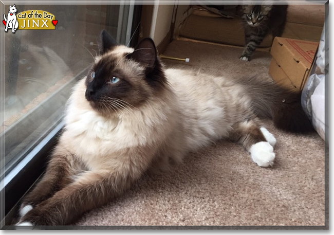 Lucy the Domestic Medium Hair Lucy the Domestic Medium Hair, the Cat of the Day