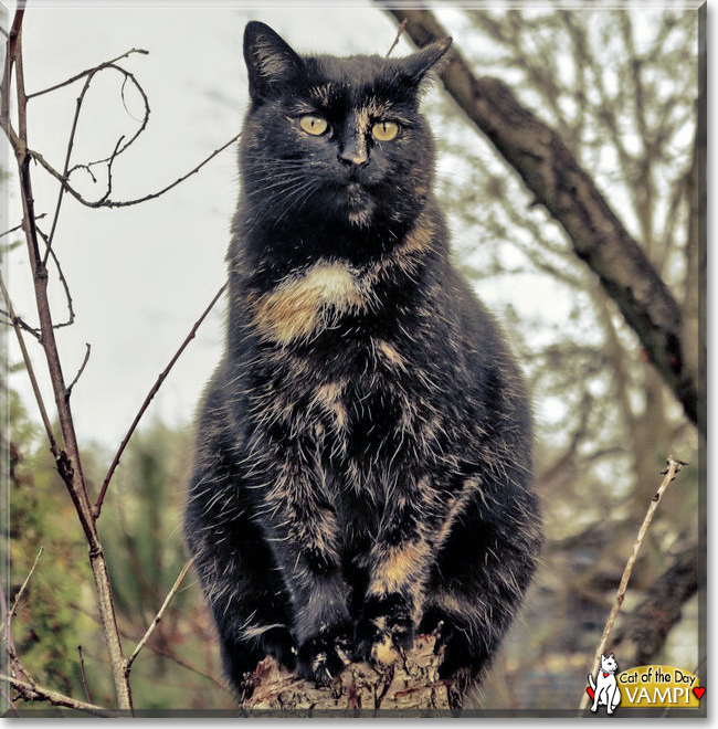 Chester the Cat