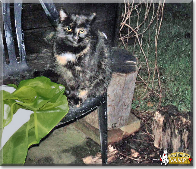 Chester the Cat Chester the Cat, the Cat of the Day