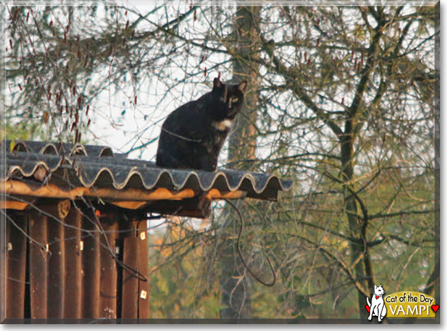 Chester the Cat Chester the Cat, the Cat of the Day