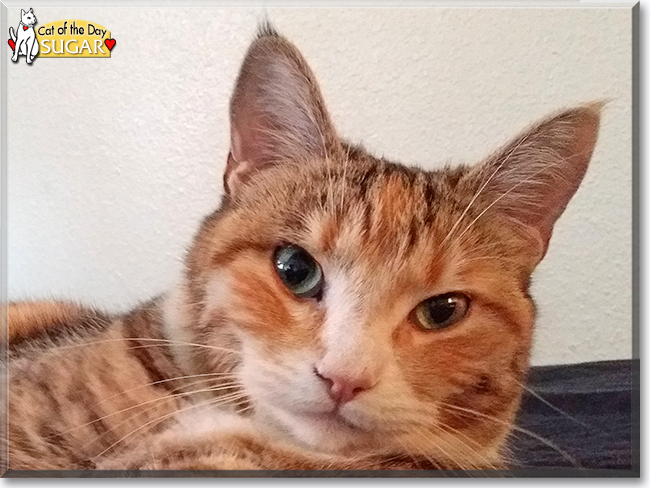 Sugar the Cat