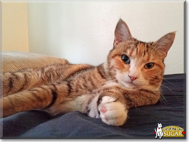 Sugar the Cat