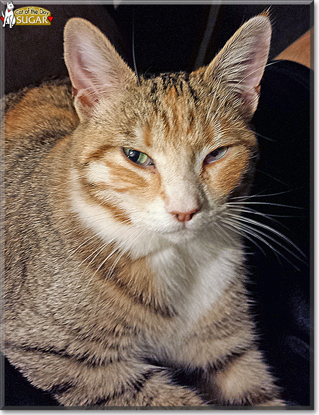 Sugar the Cat
