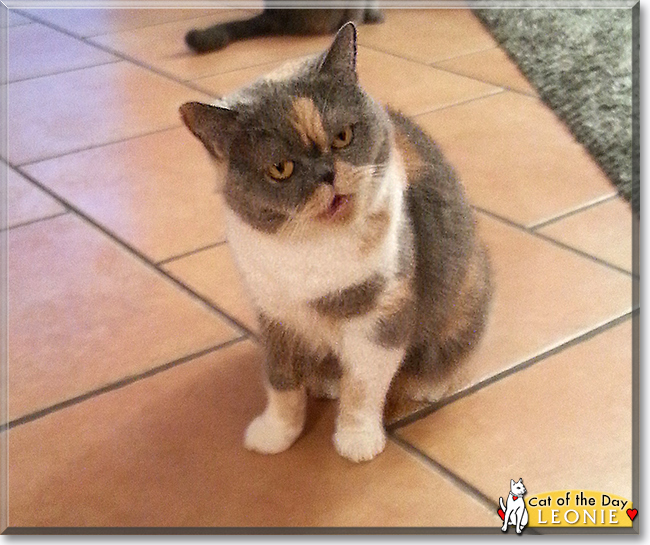 Oliver the Siamese/Tabby Mix Oliver the Siamese/Tabby Mix, the Cat of the Day