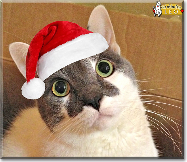 Charlotte the Calico,