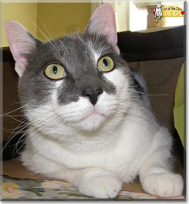 Charlotte the Calico Charlotte the Calico, the Cat of the Day