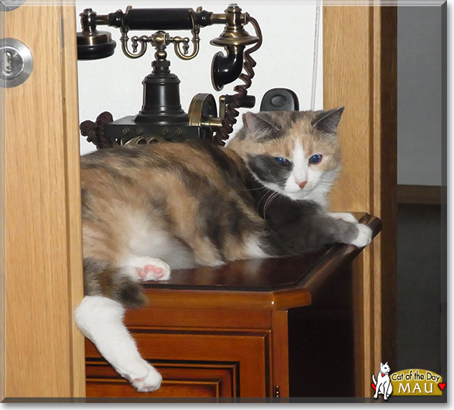  Nala the Ginger Cat,