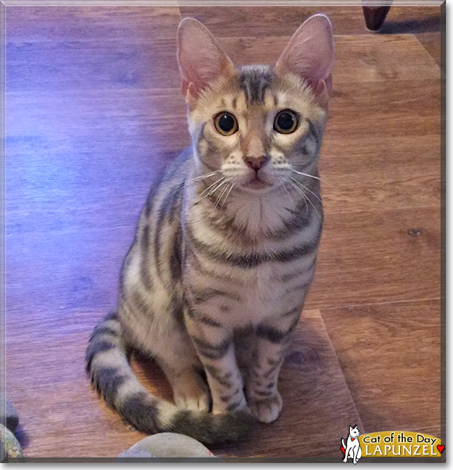  Dez the Long-haired Tabby,