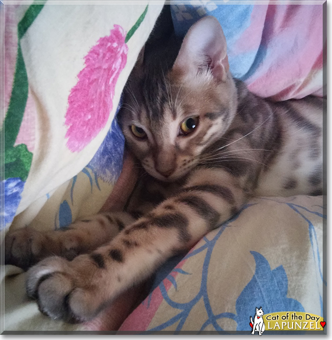  Dez the Long-haired Tabby,