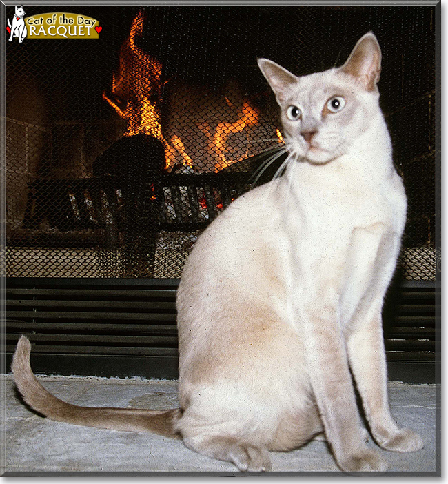 Hazel the Tabby,
